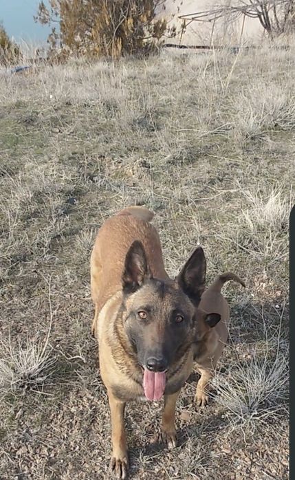 Продаётся щенок бельгийской овчарки