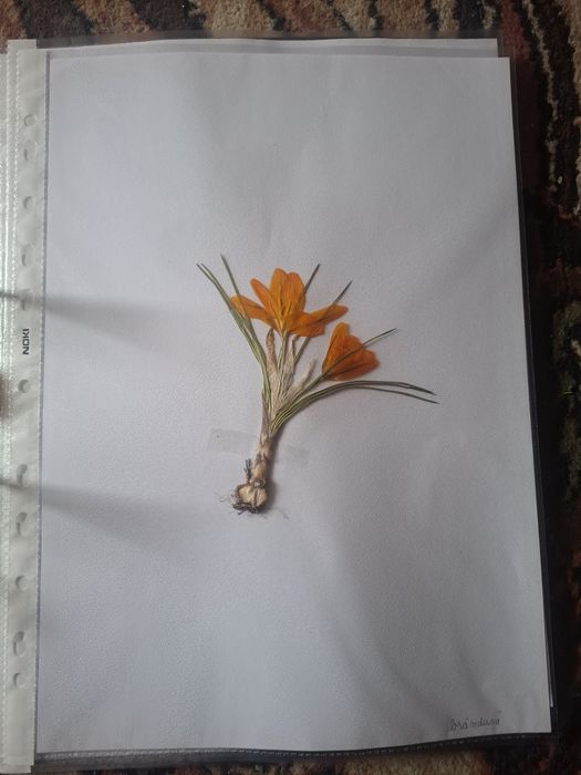 Ierbar școlar,liceu,facultate-25 de plante,flori