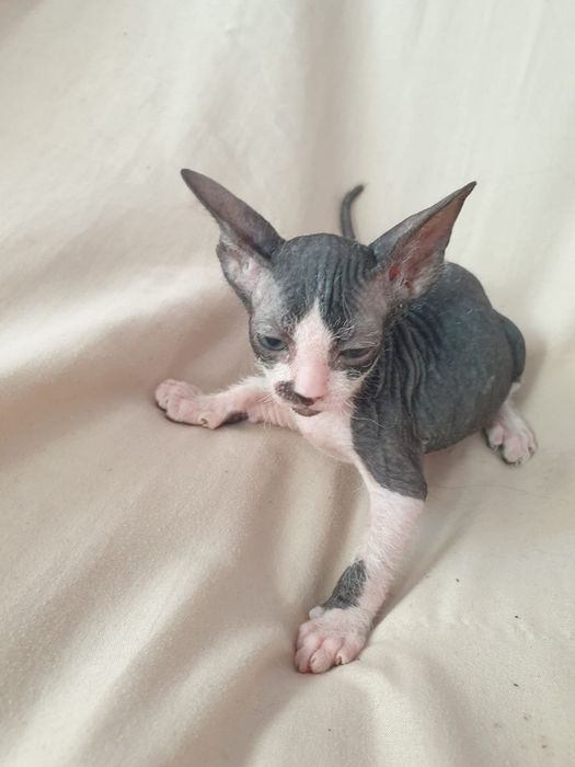 Сфинксы котята 1 месяц