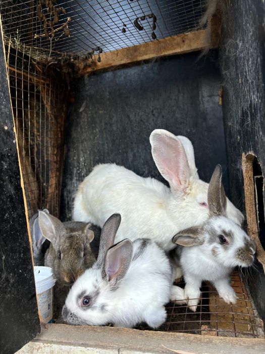 Кролики строкач фландр