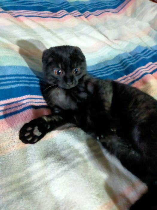 Скотишь фолд 5 мес