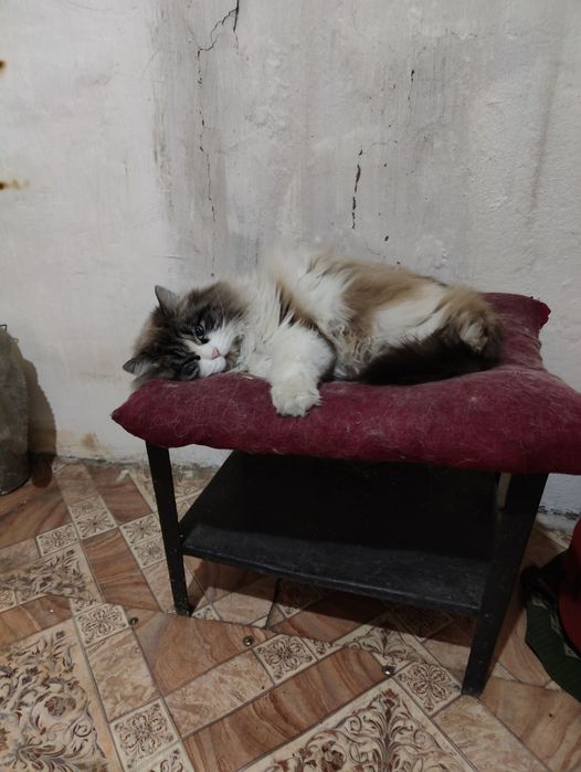 Отдам Кошку в добрые руки