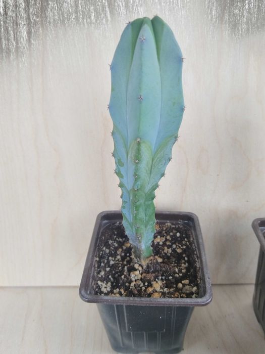 Кактусы сортовые