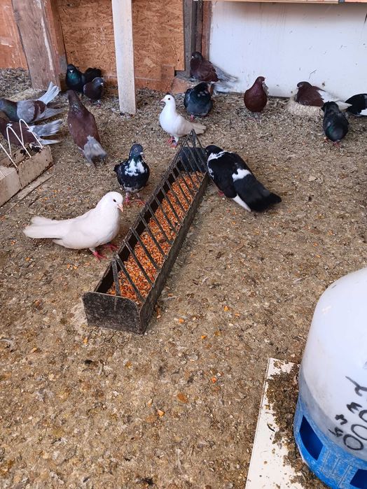 Vand porumbei ciungi de ploiesti.