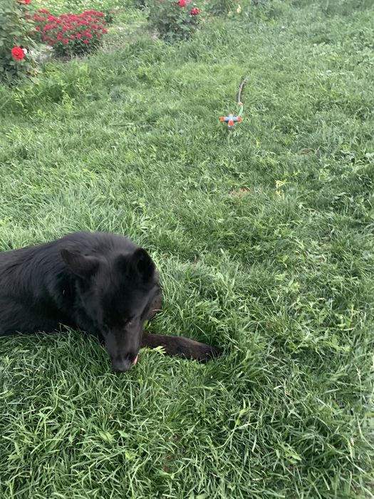 Шикарный Немец ищет подругу