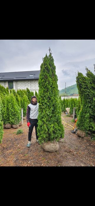 Vindem tuia smaragd de mai multe dimensiuni