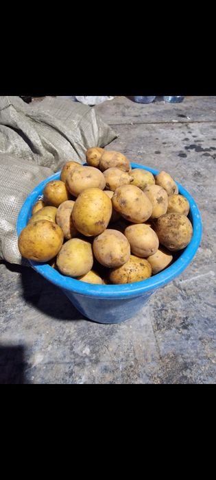 Продам картошку семенную домашнюю