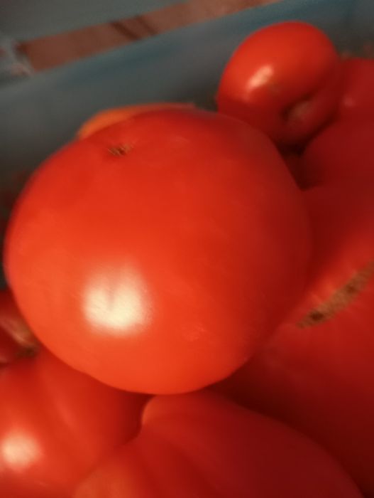 Дачные  помидоры