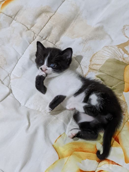 Котята даром 40 дней