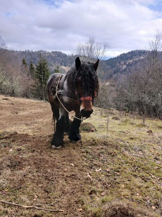 Vând armăsar de montă și de tracțiune !