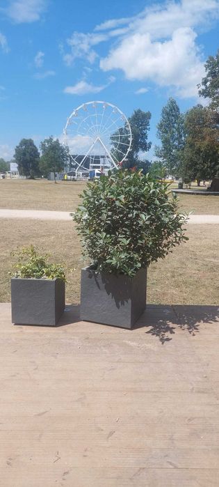 Inchiriere plante ornamentale pentru evenimente