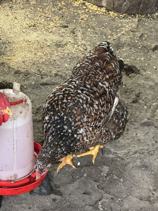 Vand oua de incubat Wiandotte si Sussex