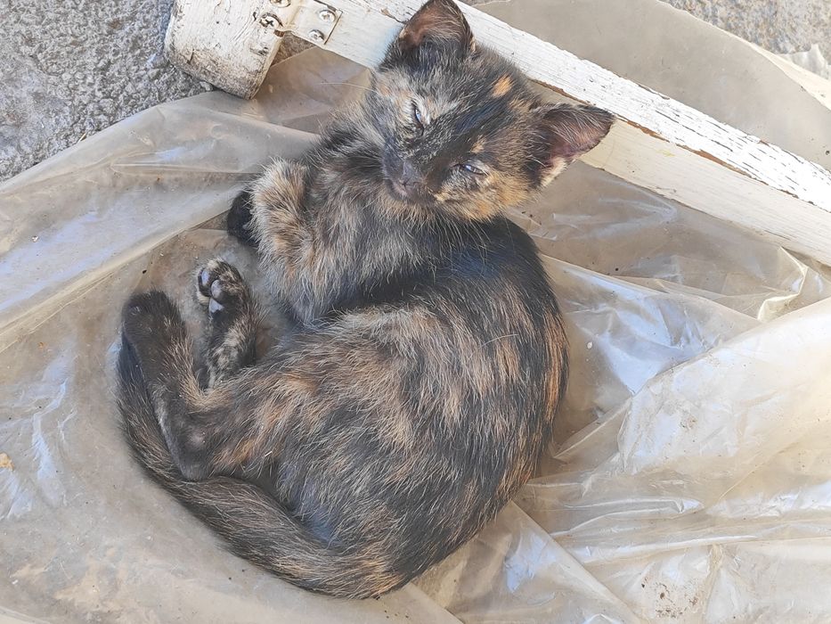Отдам котят в хорошие руки