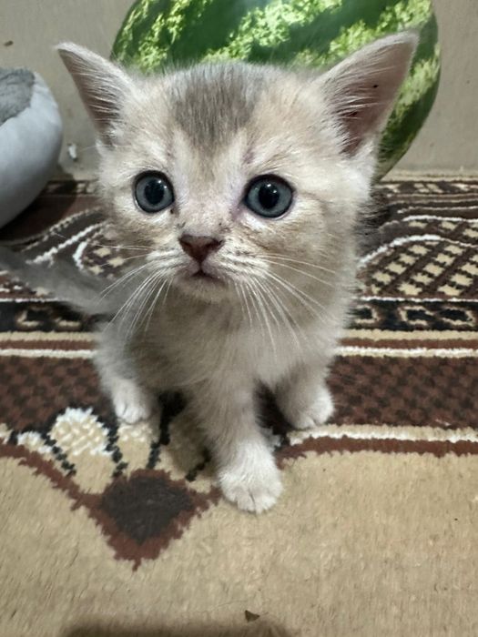 Котята Британцы
