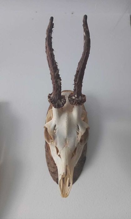 trofeu-trofee-craniu-cranii-coarne de caprior articulat cu panoplie