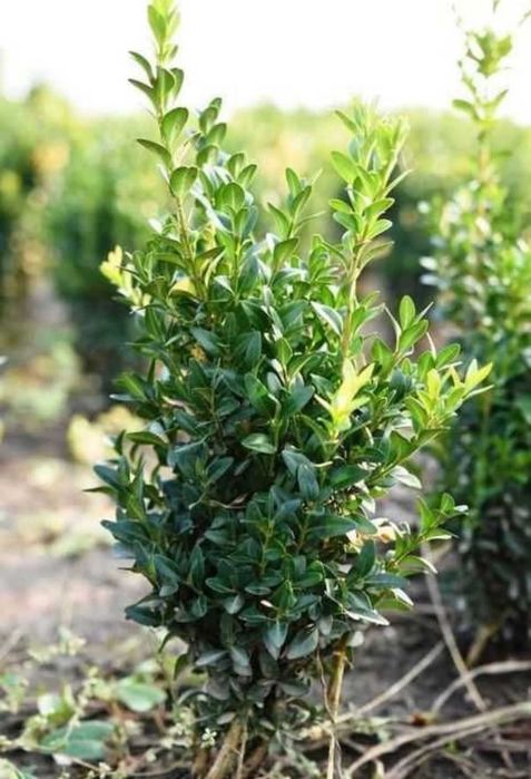 Plante pentru Amenajari Exterioare