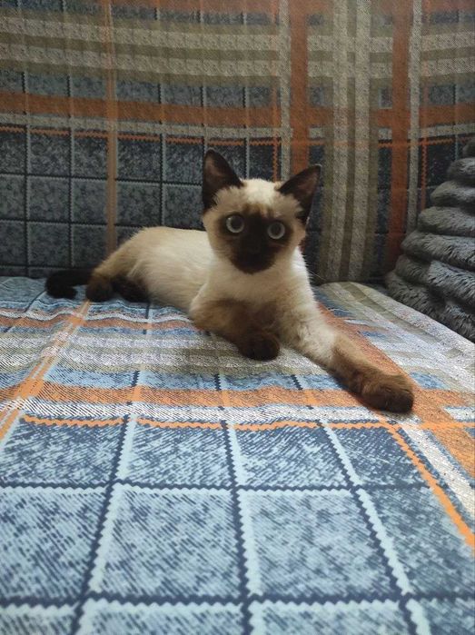 Котенок  мальчик