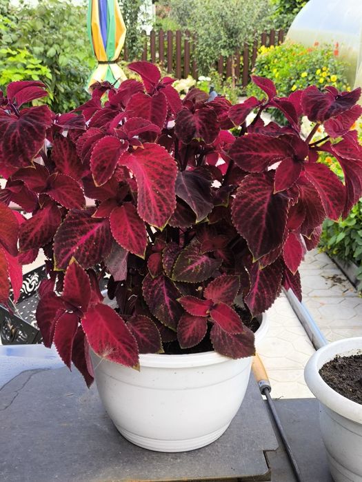 Продам колеусы комнатные