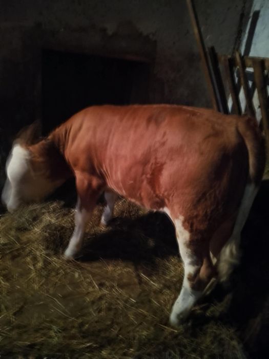 Vând vițea, bună de ținut