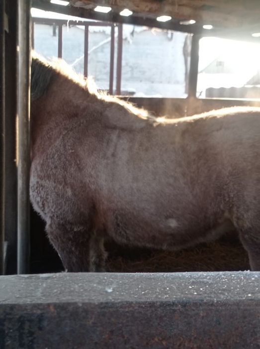 Продам кобылу бельгийский тяжеловоз