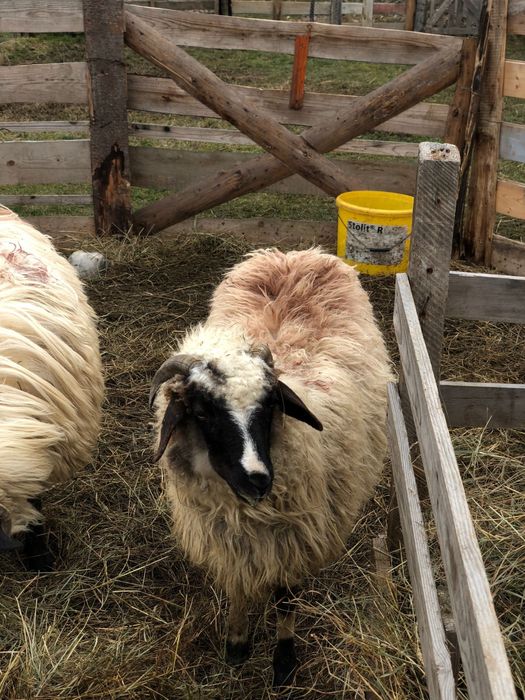 Vand mieluta brează