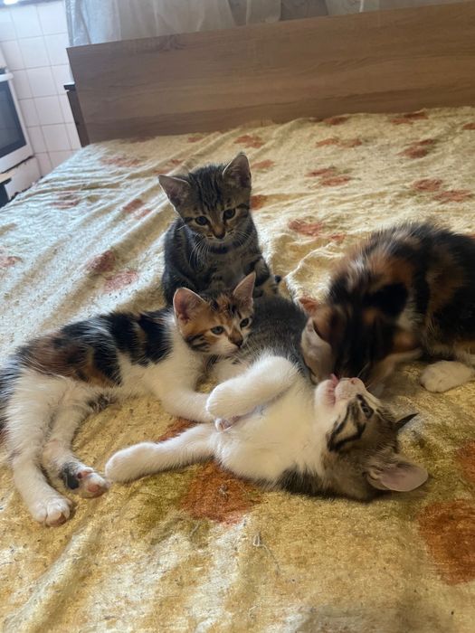 подарявам котета