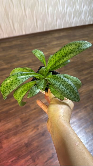 Продам домашние кактусы