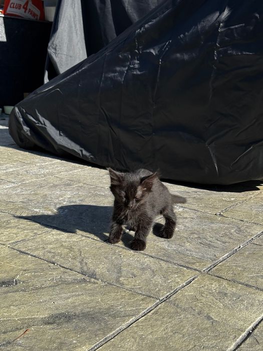 Котенца на 2 месеца