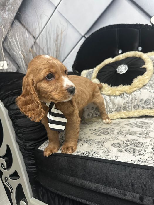 Cocker Spaniel Baiat 2 luni