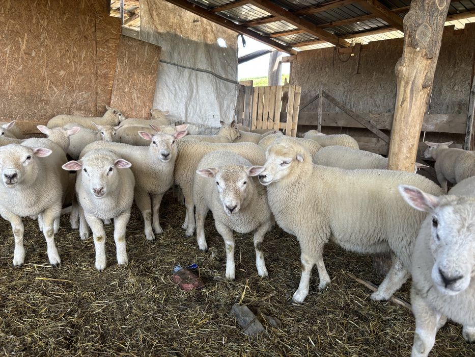 Berbeci TEXEL
