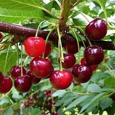 Продам Дачу в садоводстве Нефтяник