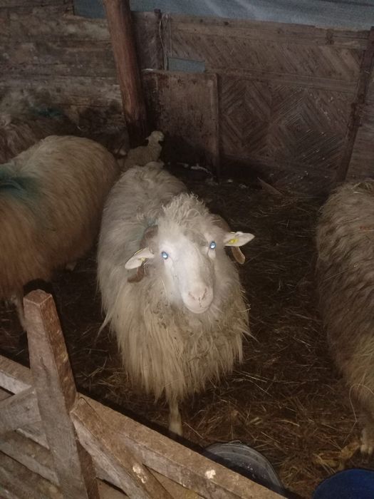 Vând oi cu doi miei și miei din doi