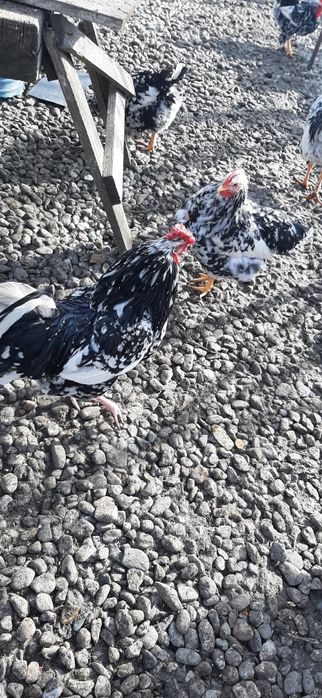 Caută altă casă cocosi pita  pinta asturiana