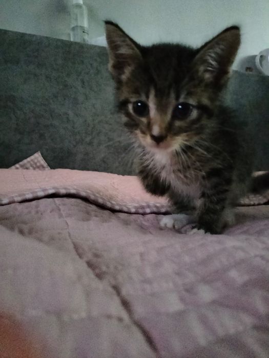 Котенок, мальчик