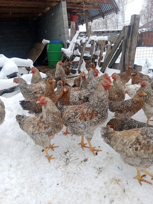 Билефельдер Петушки.