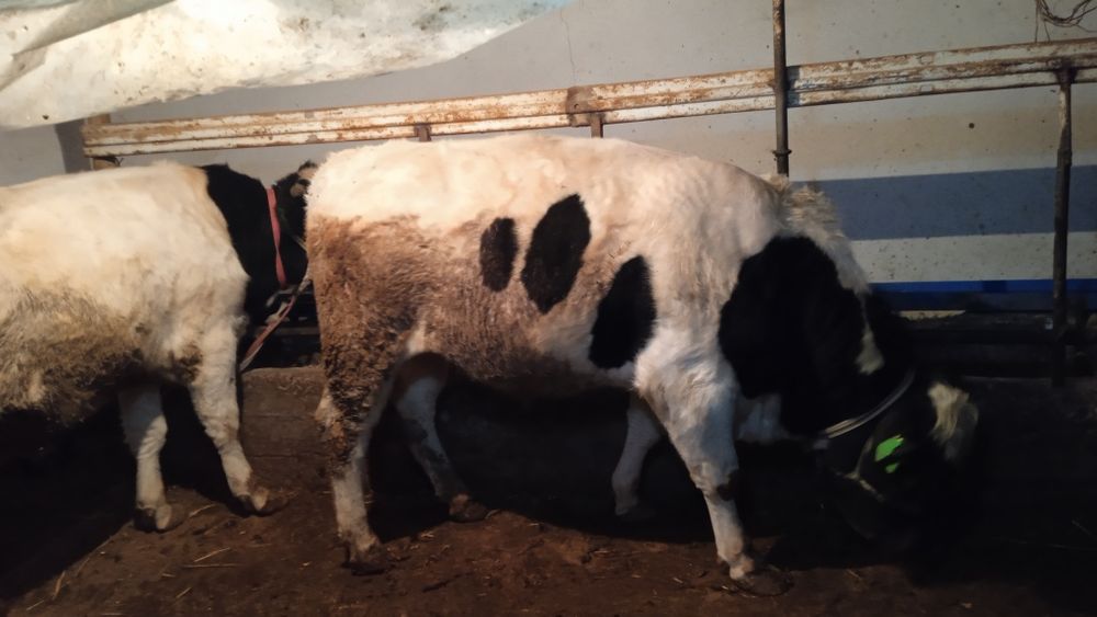 Новвослар сотилади