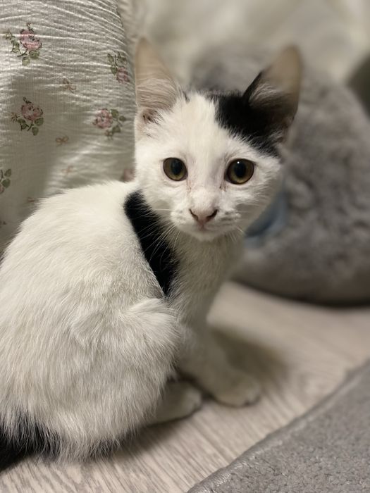 Котик продается добрым людям