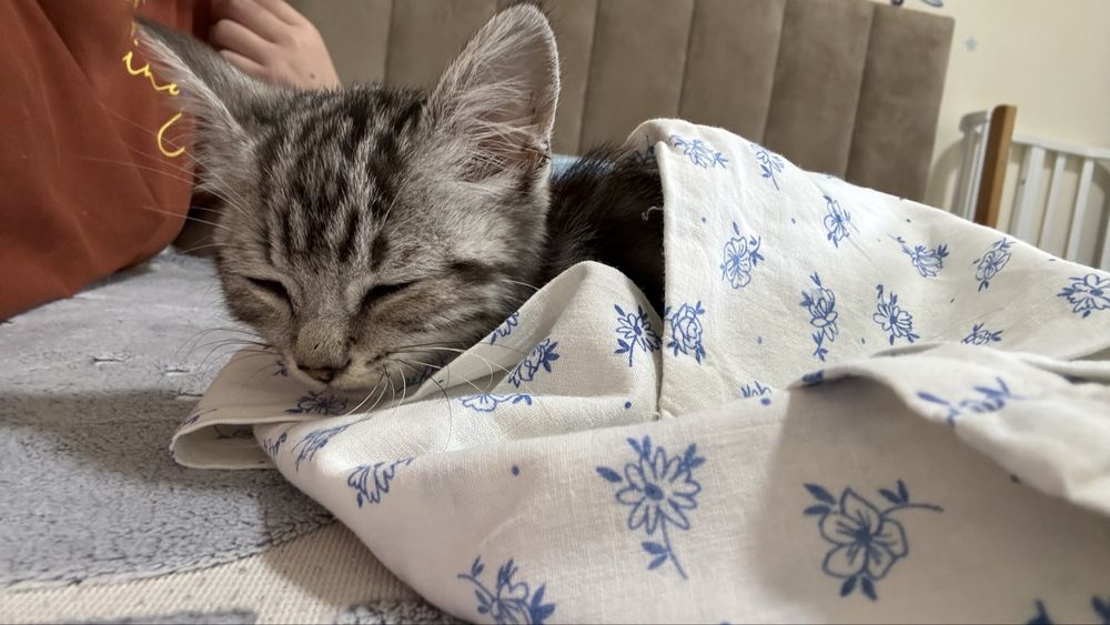 Отдам котенка бесплатно