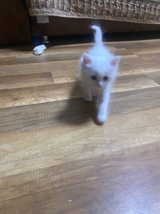 Котенок в добрые руки