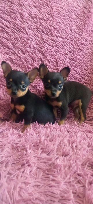 Продам той терьера мини