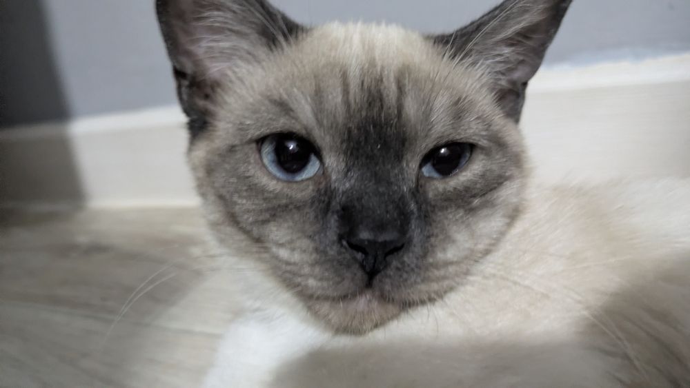 Кот 4 месяца в добрые руки