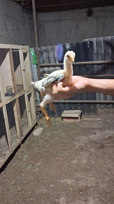 Дакан чужала сотилади
