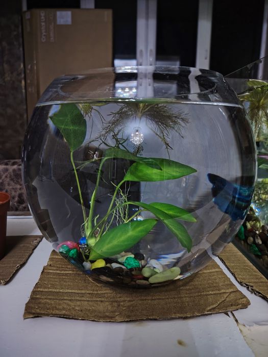 Аквариум ичидаги утлари билан