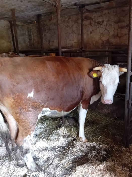 Vând juninca  2 ani