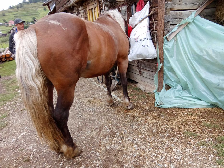Armăsar de cinci ani!