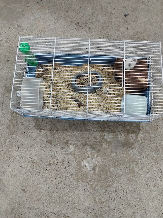 Vând hamsteri pitici