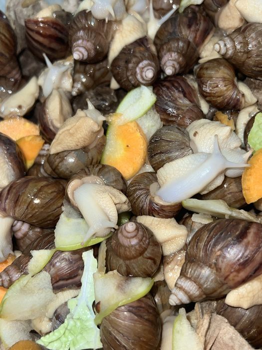 Ulitkalar Shilliqurtlar