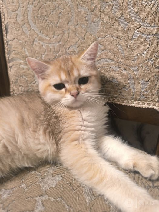 Продаётся чистокровная золотая шиншила мальчик