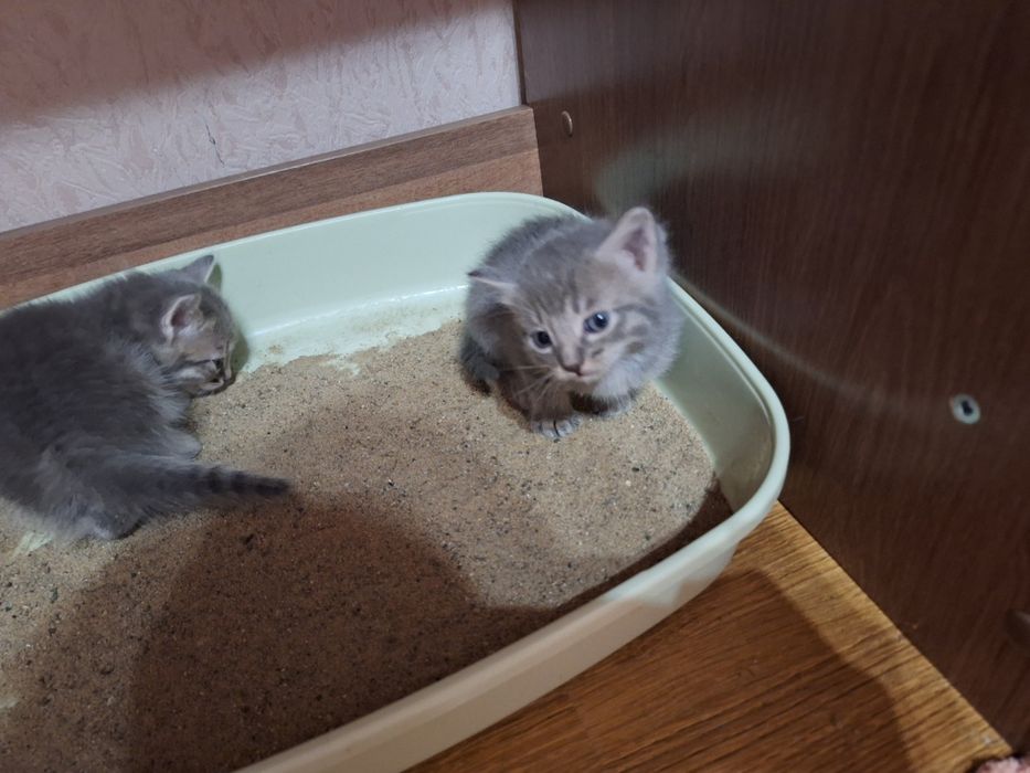 Отдам котят в добрые руки