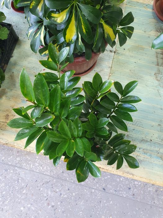 Zamiyakulkas замиякулькас